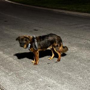 Found Dog Unknown