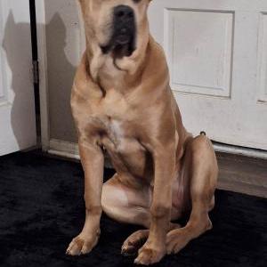 Lost Dog Lady