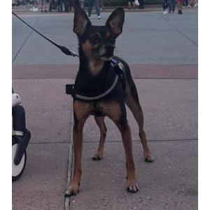 Lost Dog Sushi