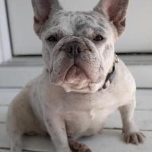 Lost Dog Dubai