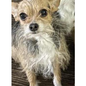 Lost Dog Stella