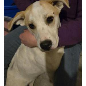 Image of Unknown, Found Dog