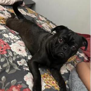 Lost Dog Jangle