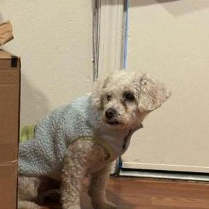Lost Dog Remy