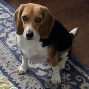 Image of Jellybean, Lost Dog