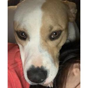 Lost Dog Winnie
