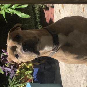 Found Dog Unknown