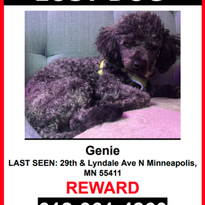 Lost Dog Genie