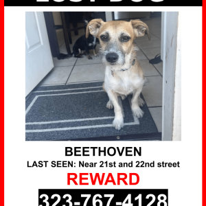 Lost Dog Beethoven
