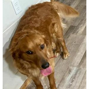 Lost Dog Honey