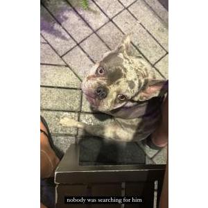 Found Dog Unknown