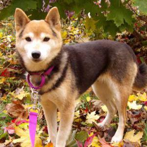 Image of Sushi, Lost Dog