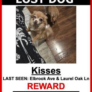 Lost Dog Kisses