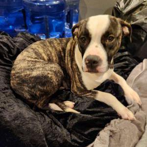 Found Dog Unknown