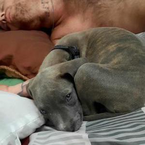 Lost Dog Miss Ava Mae