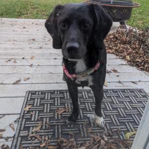 Found Dog Unknown