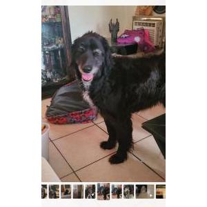 Lost Dog Winston