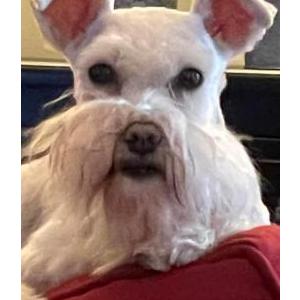 Image of Bella, Lost Dog