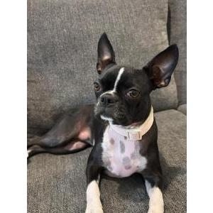 Lost Dog peaches