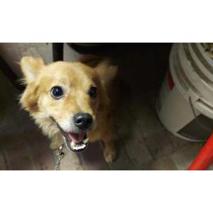 Lost Dog Oso