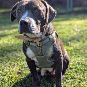 Found Dog Unknown
