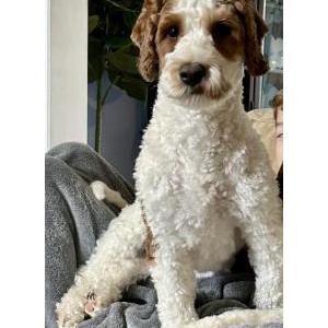 Lost Dog Duke