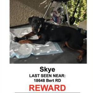 Lost Dog Skye