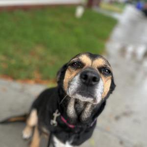 Image of Dutchess, Lost Dog