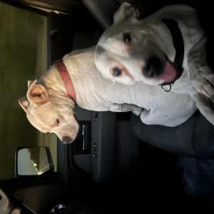 Lost Dog Licy