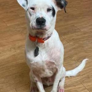 Lost Dog Finn