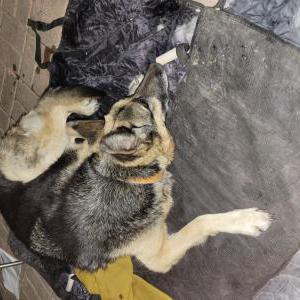Found Dog Unknown