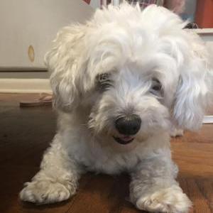 Lost Dog Marshmallow