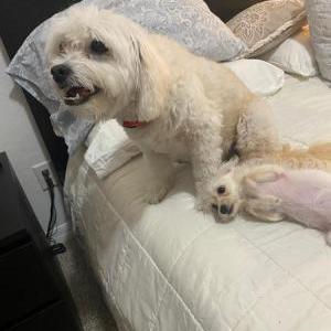 Lost Dog Baly