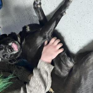 Image of Unknown, Found Dog
