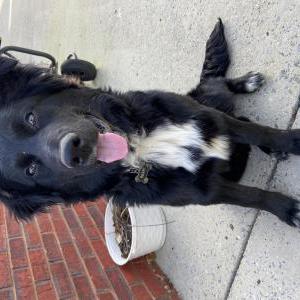Image of Remy, Lost Dog