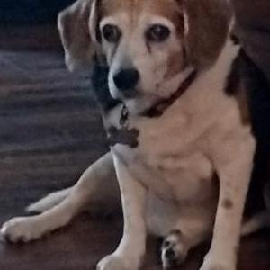 Lost Dog Lizzy