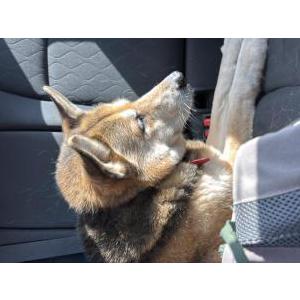 Found Dog frida
