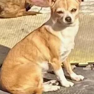 Lost Dog Molly