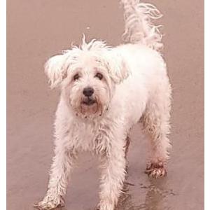 Lost Dog Pio