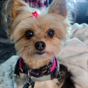 Image of Minka, Lost Dog