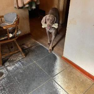 Lost Dog Molly gibeau