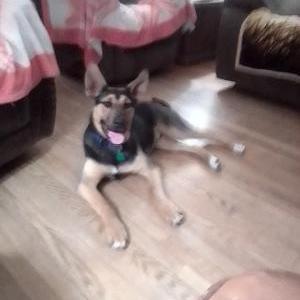 Lost Dog Moose