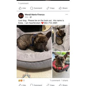 Lost Dog Kobe