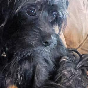 Lost Dog Shadow (Bebé)