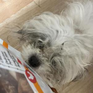 Lost Dog Stela
