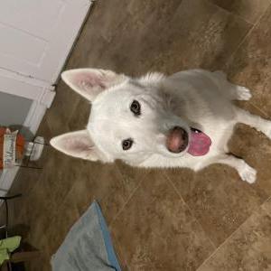 Found Dog unknown