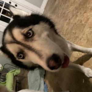 Found Dog unknown
