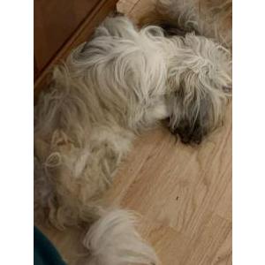 Lost Dog Stela