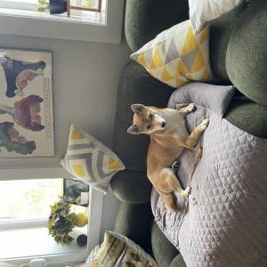 Lost Dog June