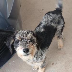 Found Dog Unknown
